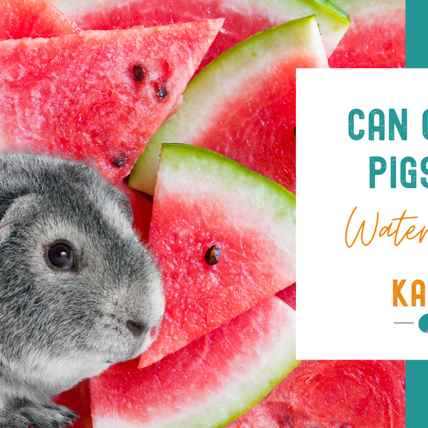 Can Guinea Pigs Eat Watermelon? | Kavee