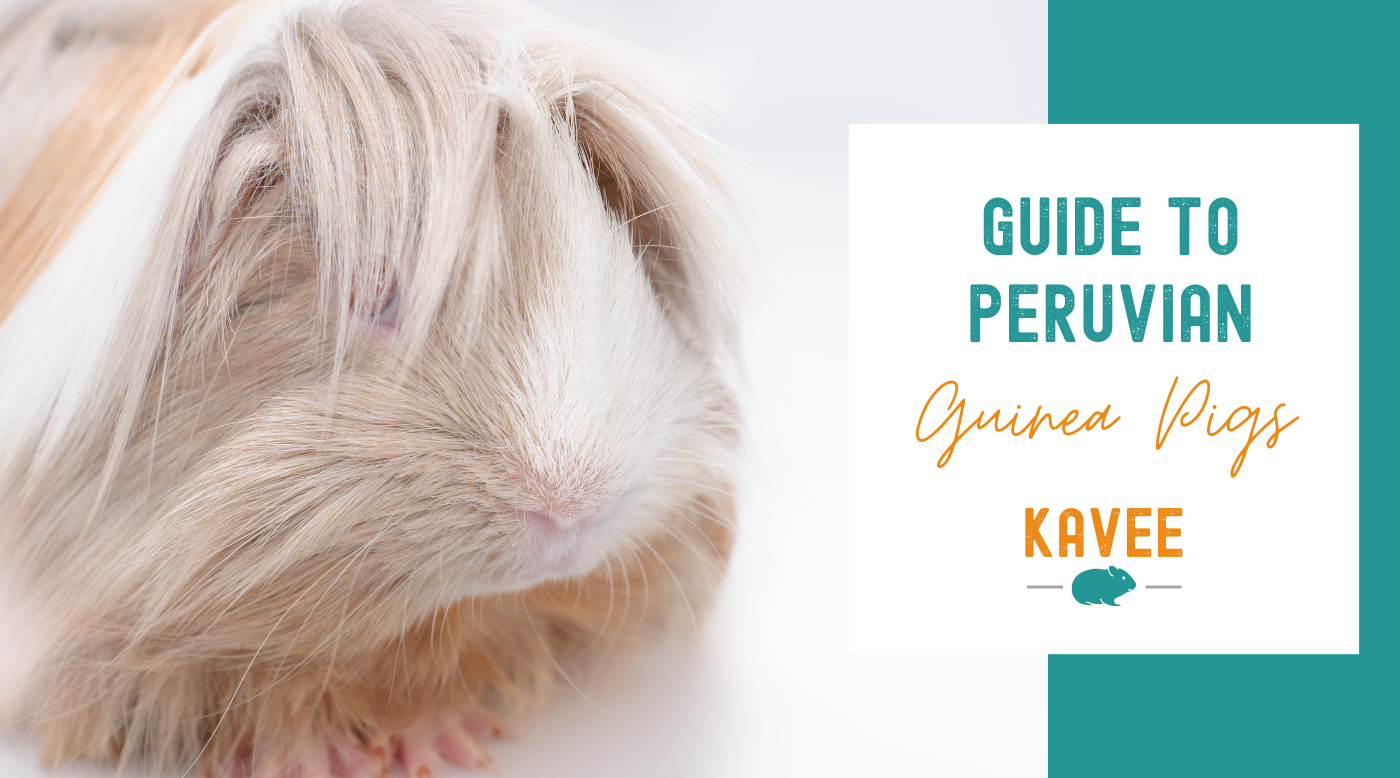 Peruvian Guinea Pigs: The Guide to the "Hippie" Piggies