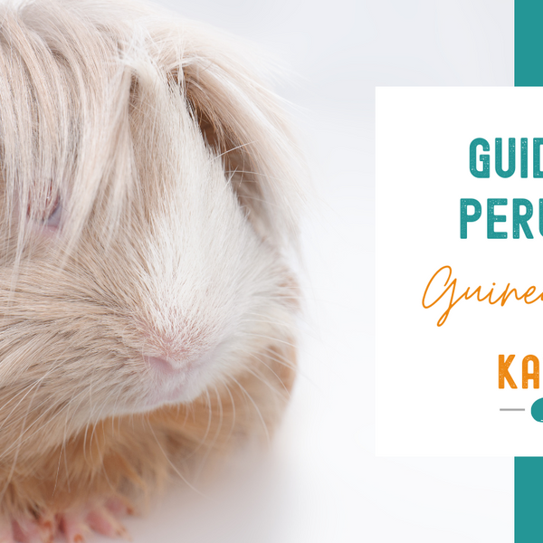 Best brush for guinea pigs best sale