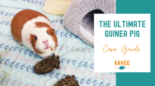The Ultimate Guinea Pig Care Guide