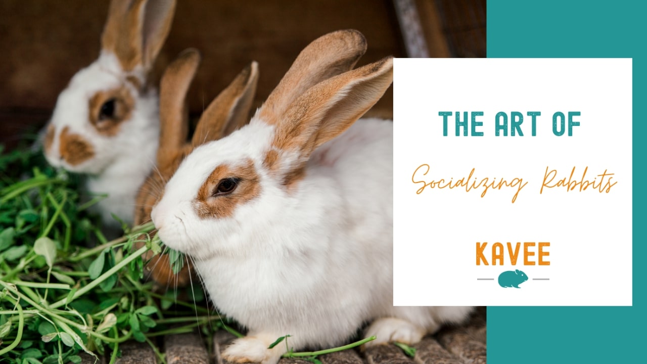 The Art of Socializing Rabbits
