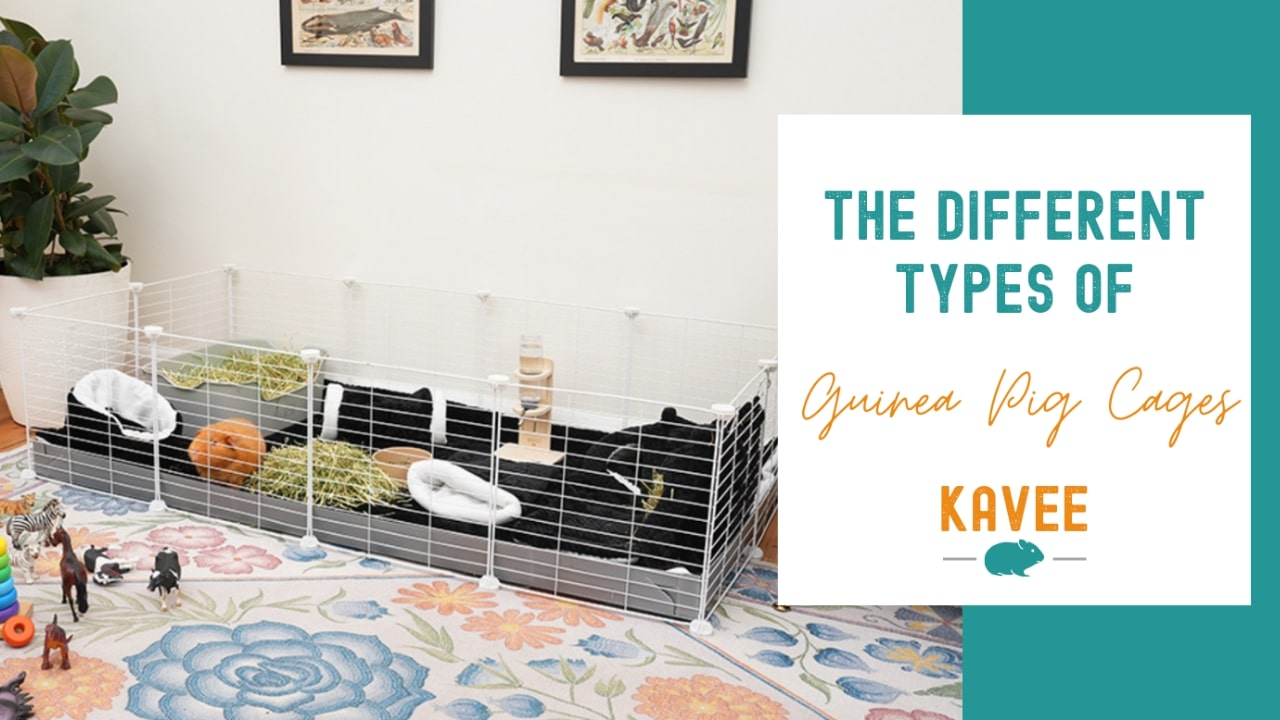 The different types of indoor guinea pig cages