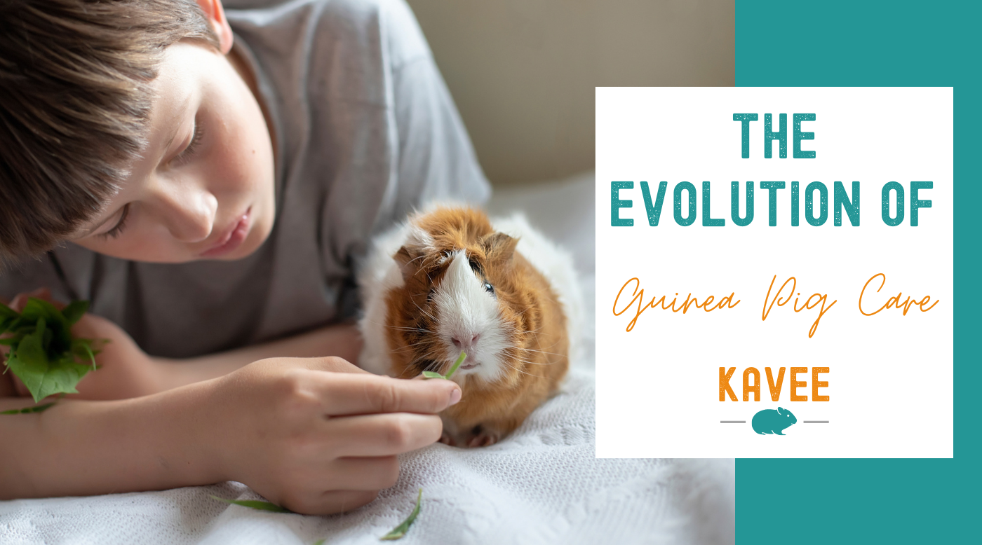 The Evolution of Guinea Pig Care The Evolution of Guinea Pig Care