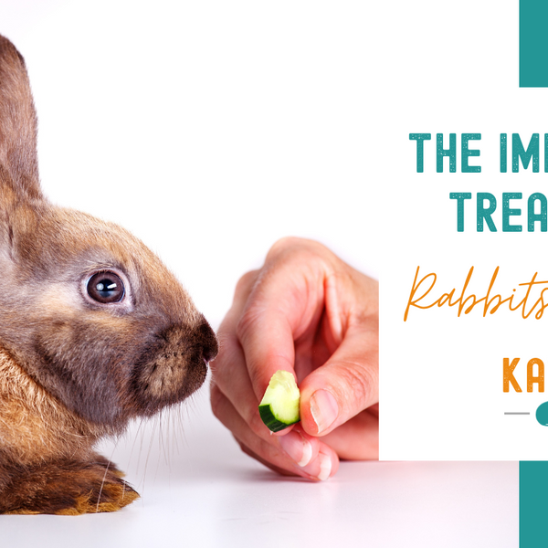 Best rabbit treats hot sale