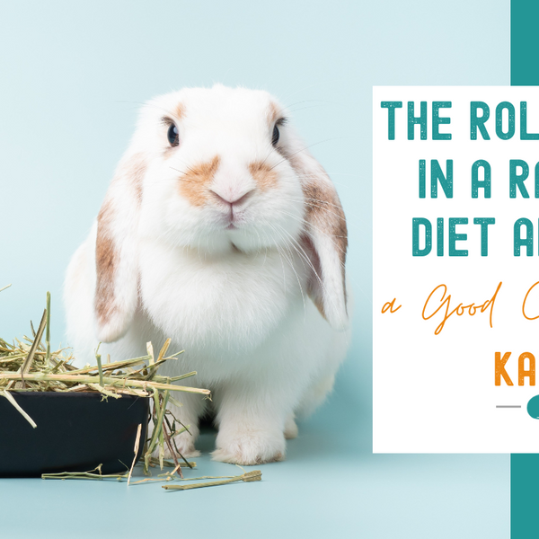 The Role of Hay in Your Rabbit s Diet and How a Good Cage Helps