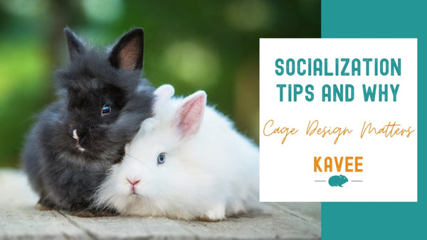 Tips on socializing rabbits and why cage design matters