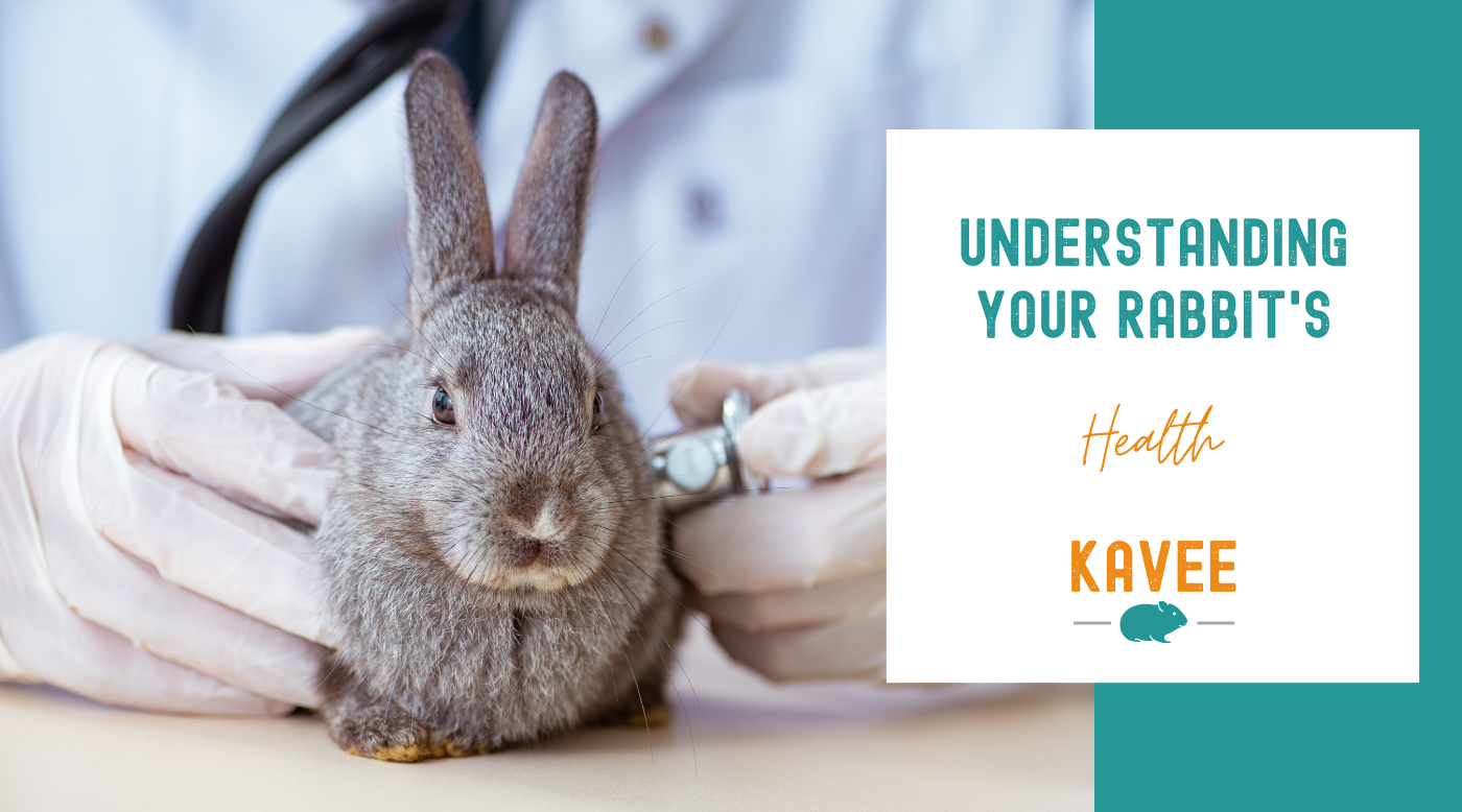 Understanding Your Rabbit's Health