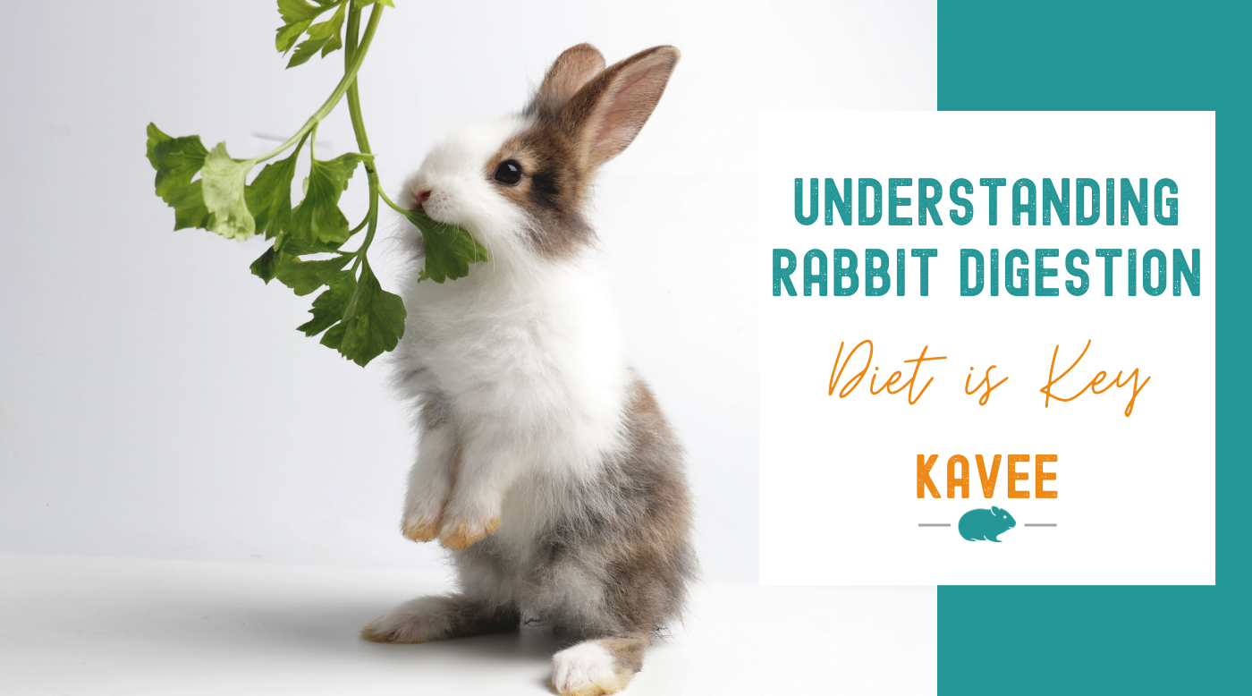 Understanding Rabbit Digestion: Why Diet is Key