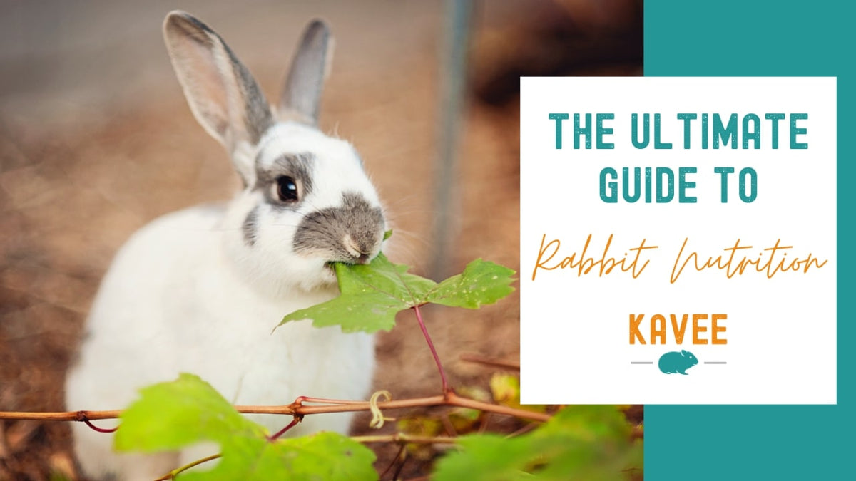 Good Healthy Rabbit Rabbit Nutrition Guide: What to Feed Your Rabbit for Optimal Health