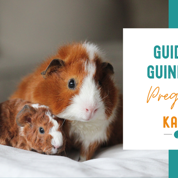 How do guinea pigs have babies orders