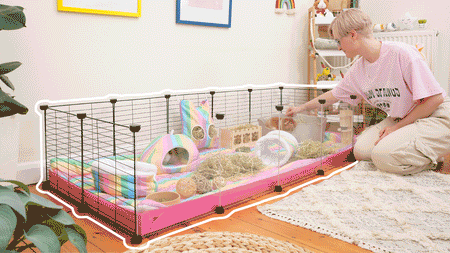 Guinea pig cage set up for small pets