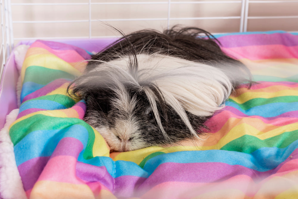 The US Leader for Guinea Pig Products | Kavee USA