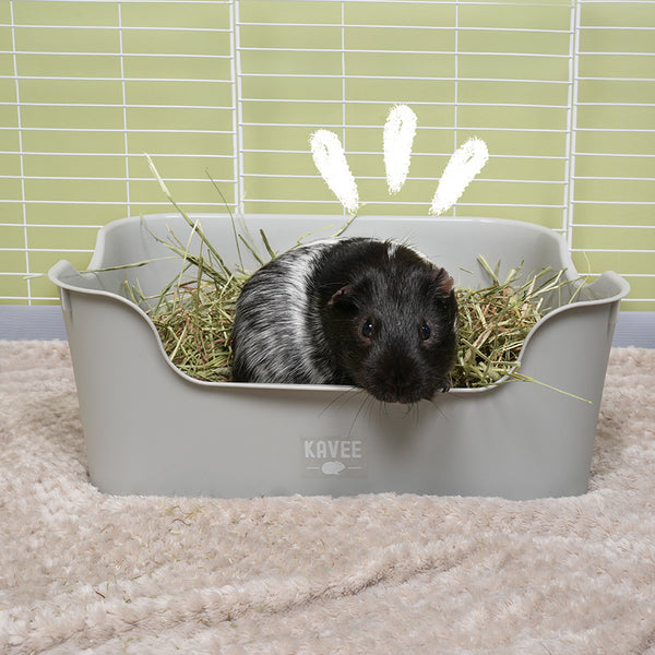 Do guinea pigs use a litter box hotsell