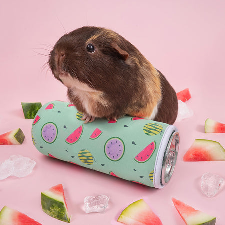 Brown and caramel guinea pig standing on Kavee Freezable water bottle surrounded by ice cubes and watermelon on pink background