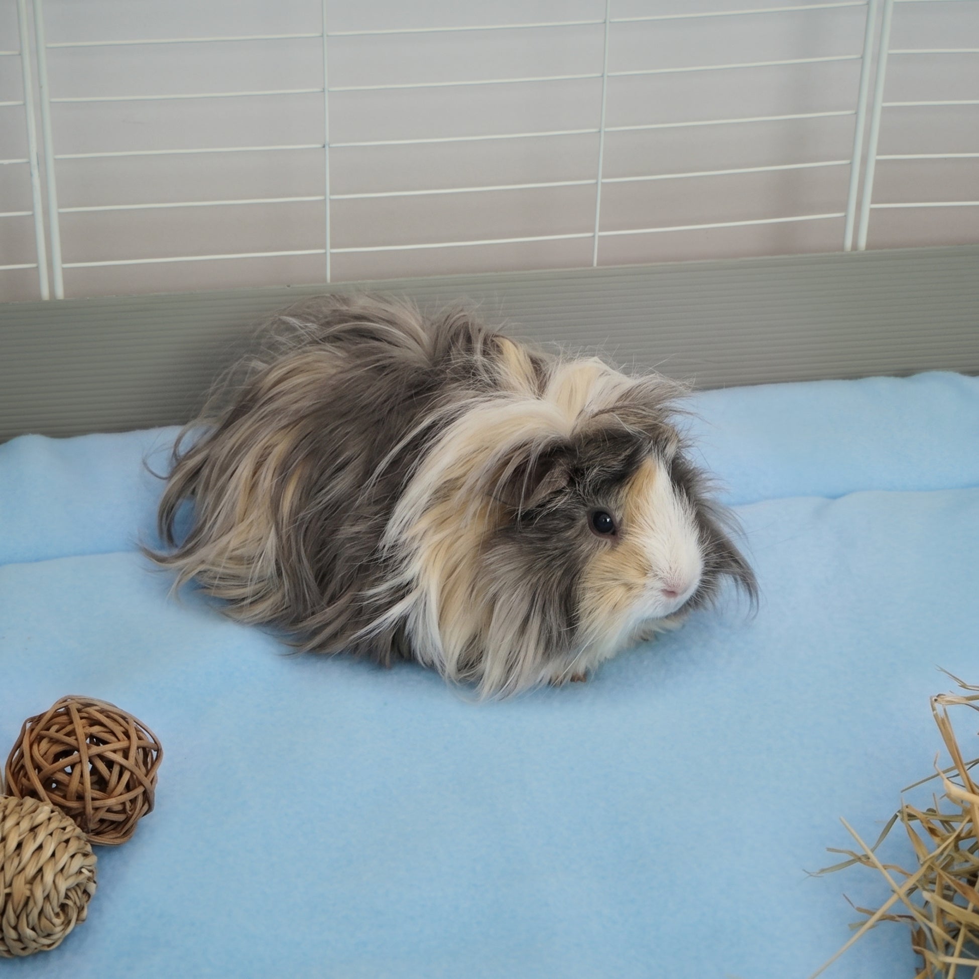 Set of 2 Plush Fleece Liner for Guinea Pigs | Coastal Collection