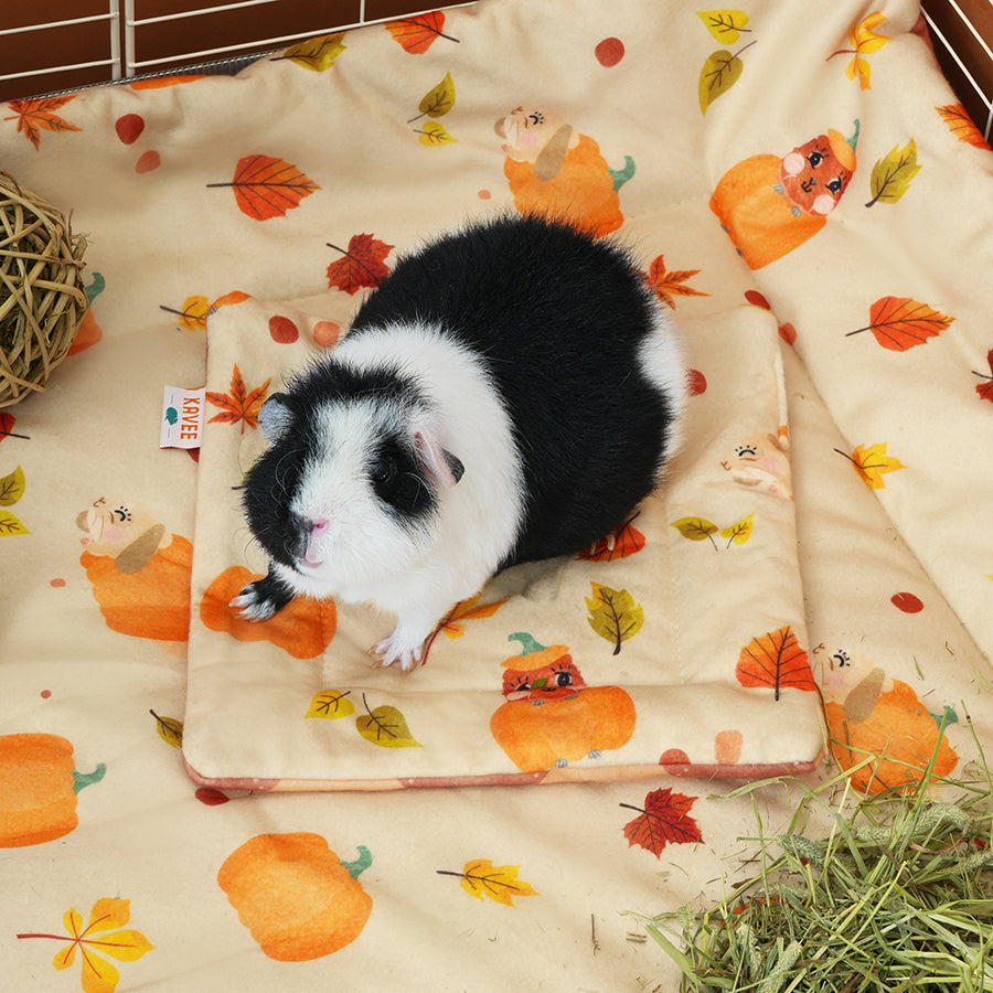 kavee pawmkin spice floof guinea pig peepad with black and white guinea pig