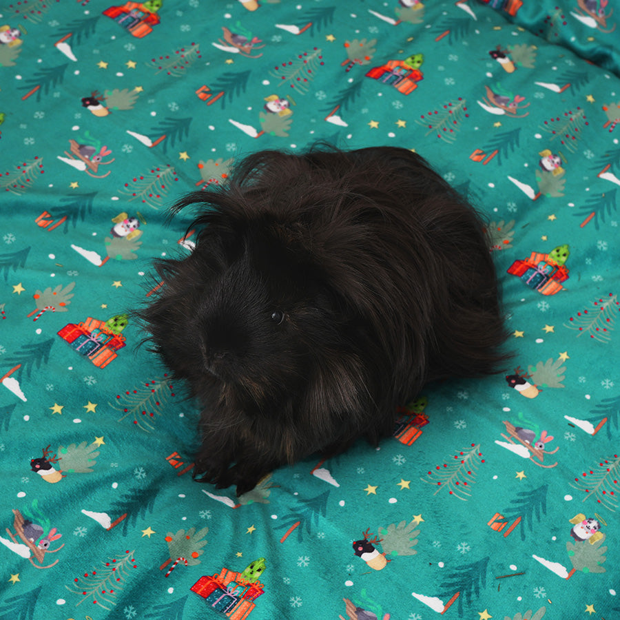 Guinea pig on Kavee Christmas fleece liner