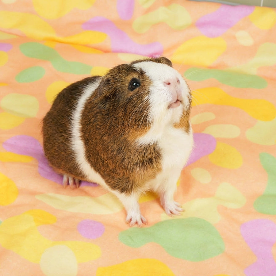 Plush Fleece Liner for Guinea Pigs | Pigcasso V2 Collection