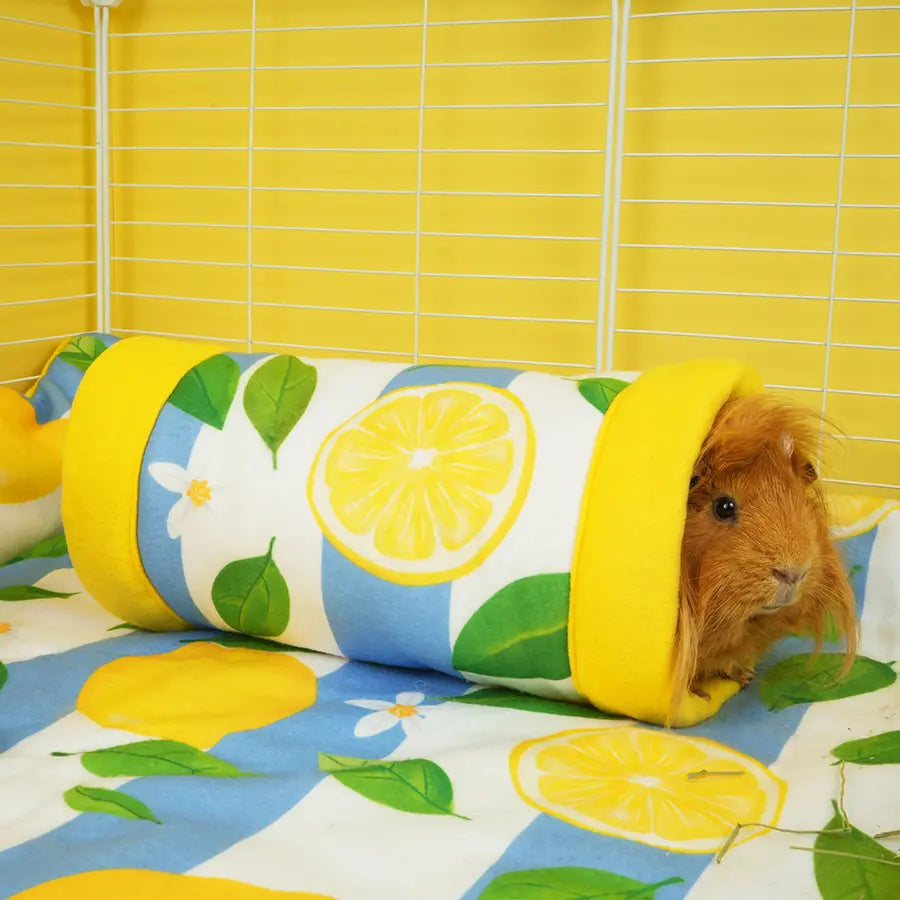 Lemon Amalfi tunnel lifestyle — guinea pig inside