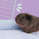 Colored C&C Cage Grids