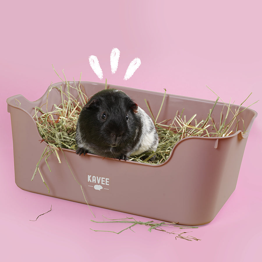 Litter Box for Guinea Pigs & Rabbits