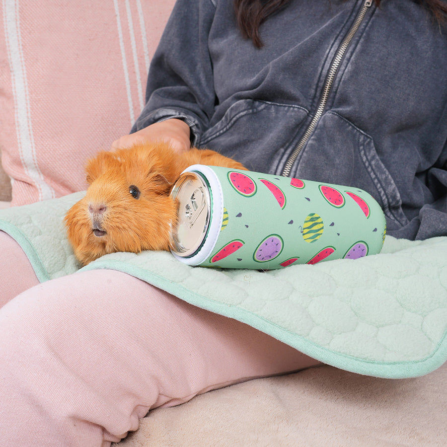 brown guinea pig on lap of a person with kavee freezable water bottle