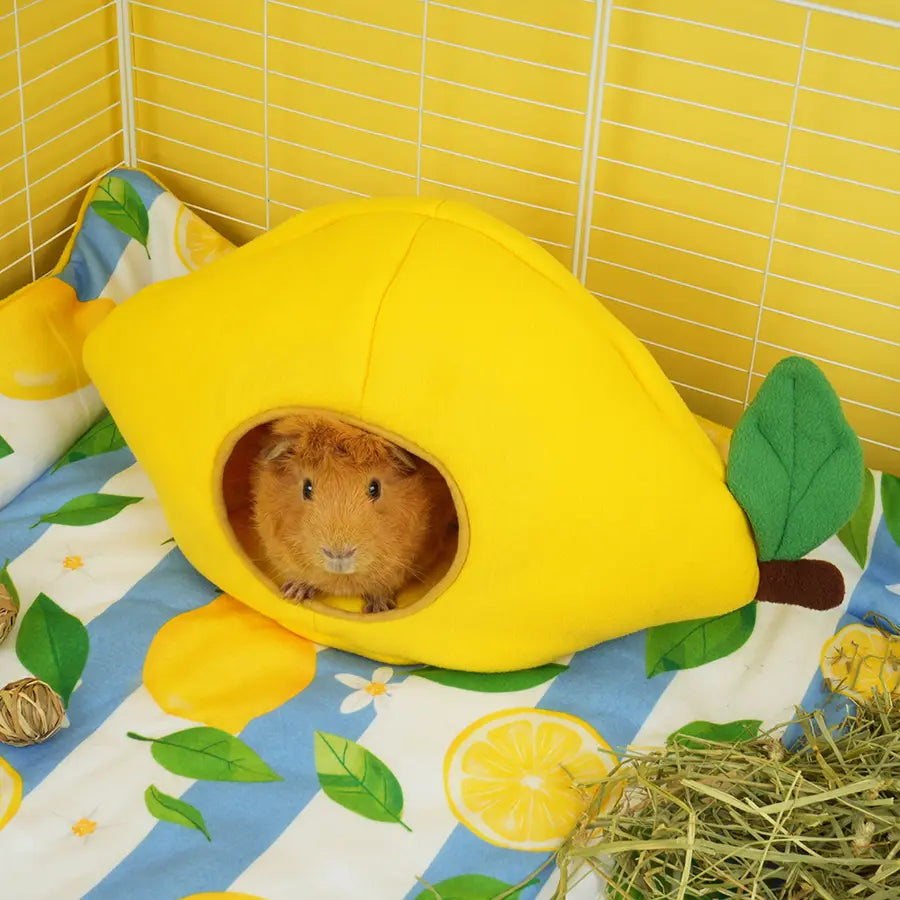 Lemon Amalfi hidey in guinea pig cage — side view