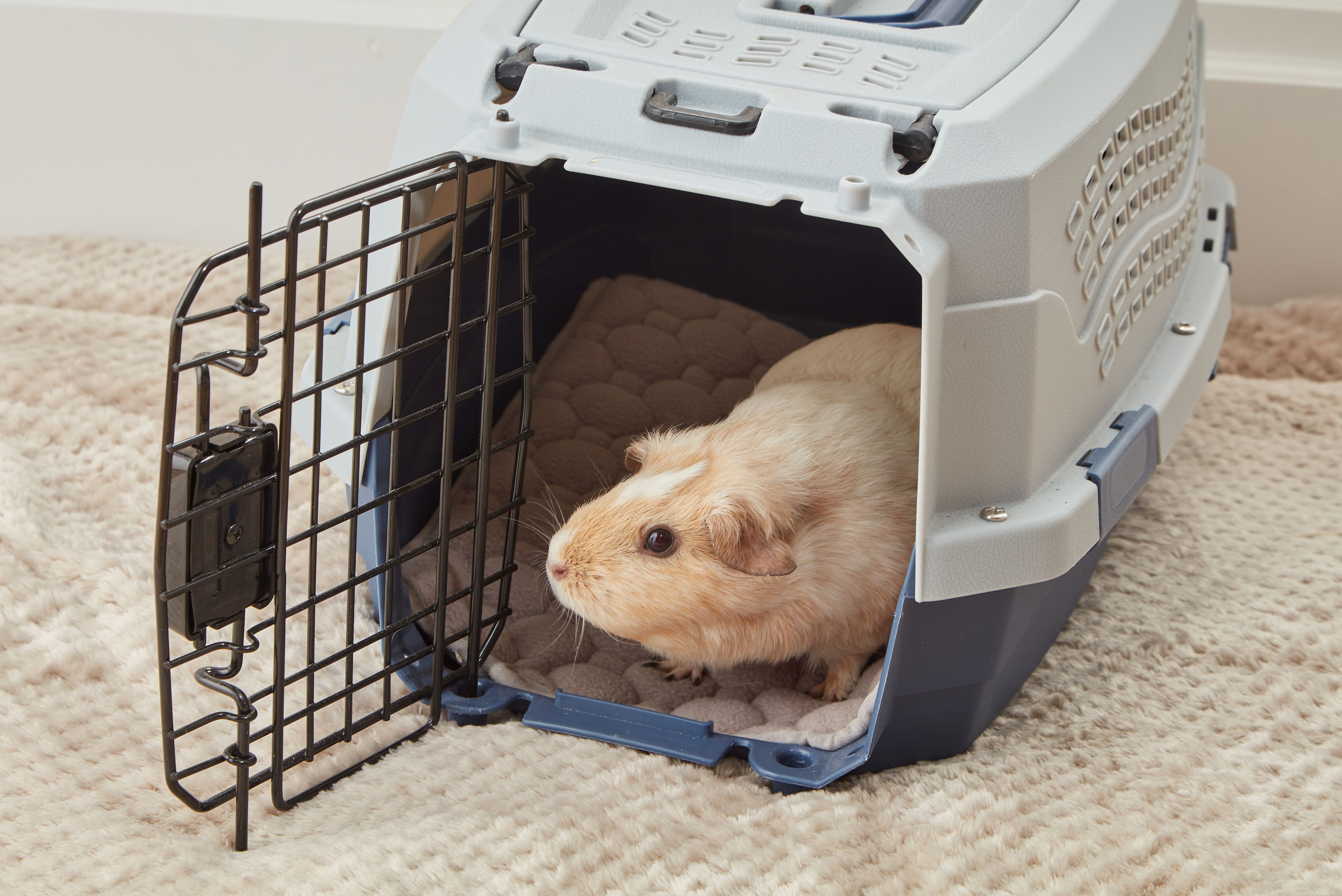 Potty-Proof Pads | Lap Liners for Guinea Pigs and Rabbits (Set of 3)