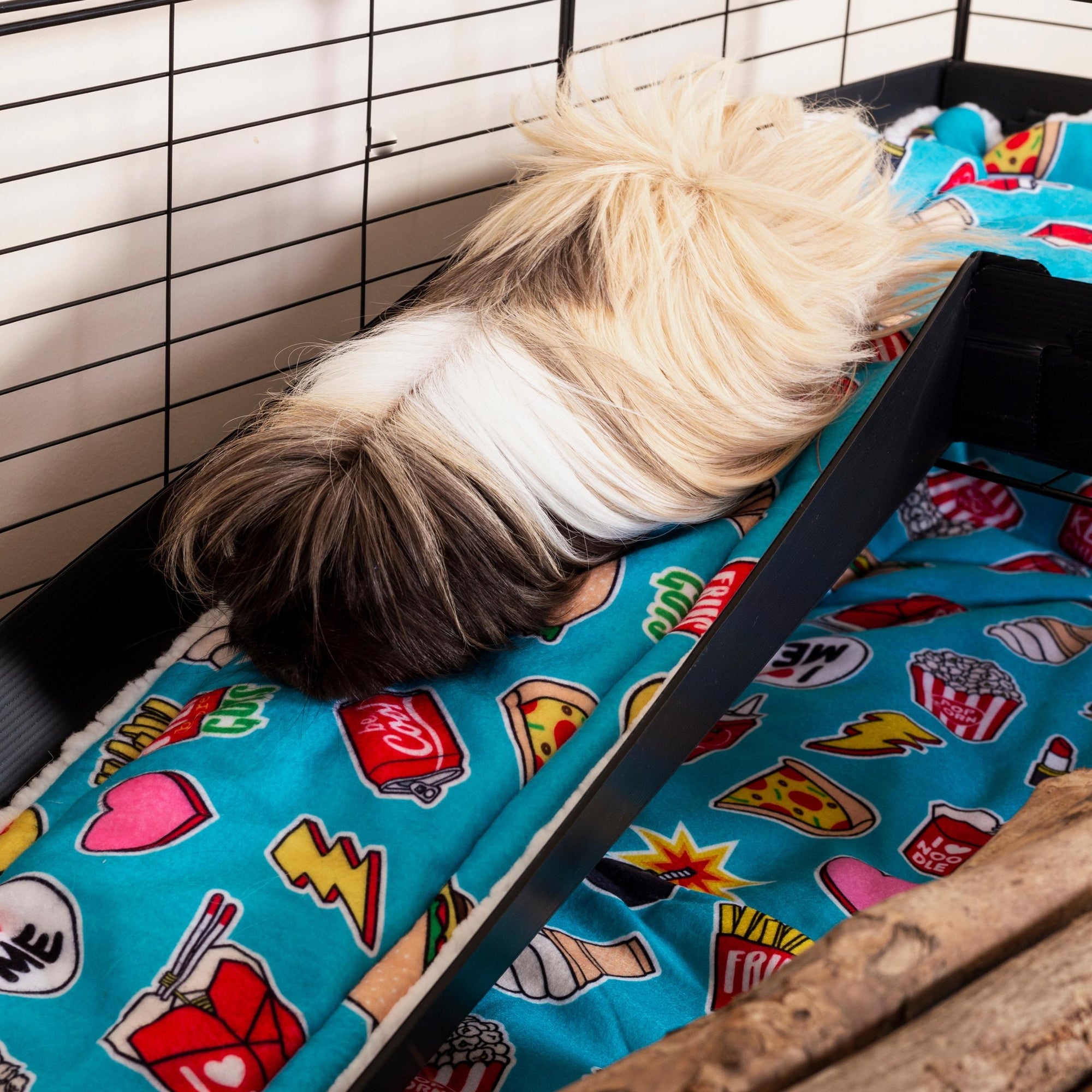 guinea pig going down a ramp of black coroplast in C&C cage with blue fleece liner from kavee