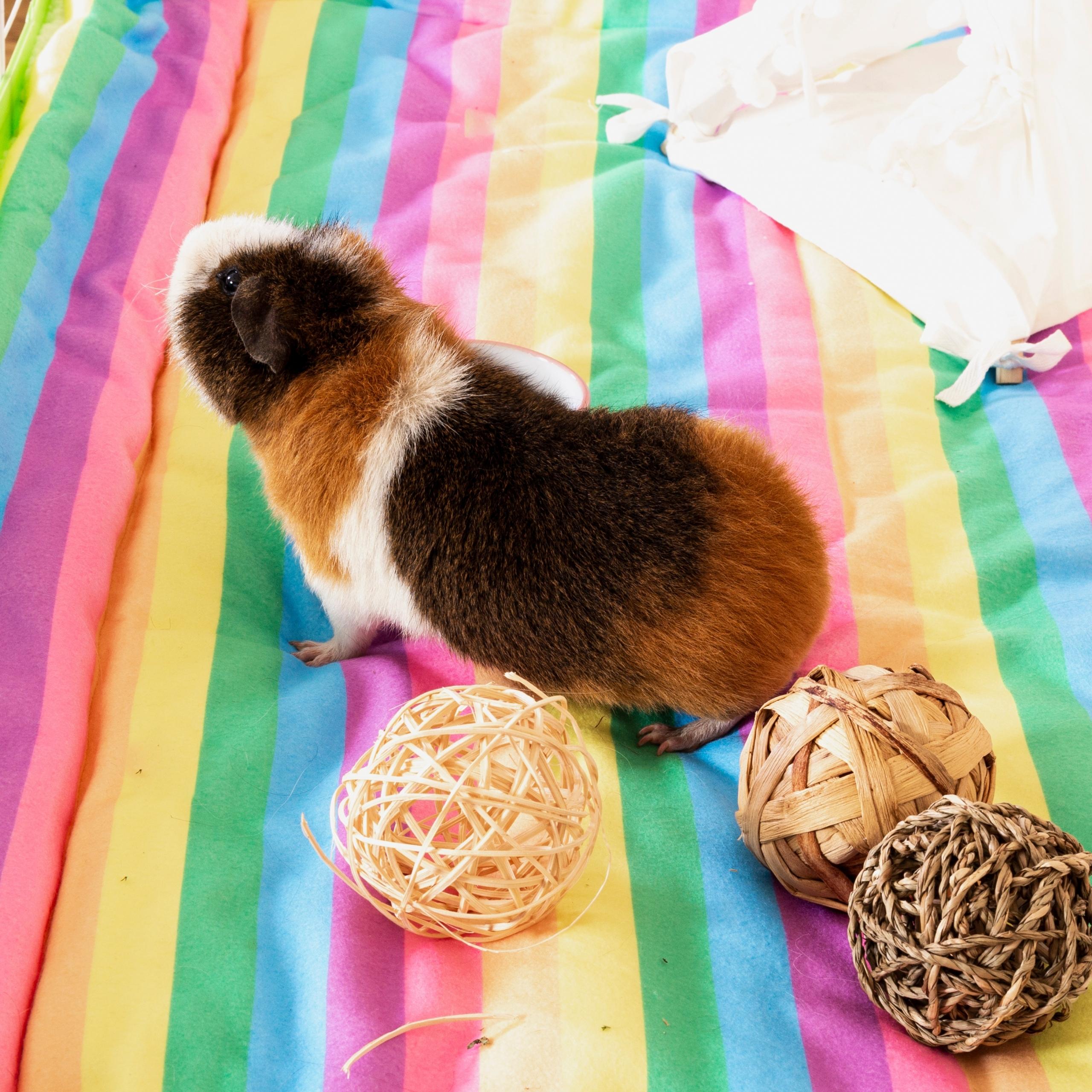 a guinea pig stretching on a rainbow fleece liner by kavee