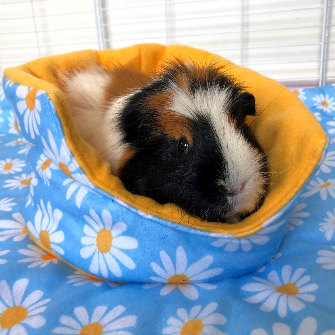 Guinea pig sleeping in daisy cuddle cup fleece liner