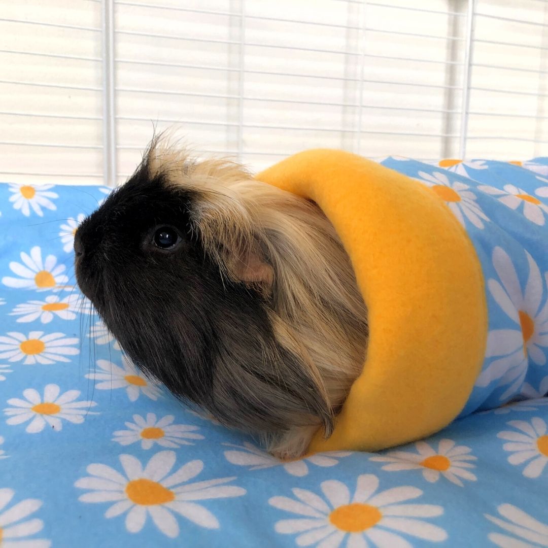 long haired guinea pig walking out of daisy fleece tunnel on daisy fleece liner