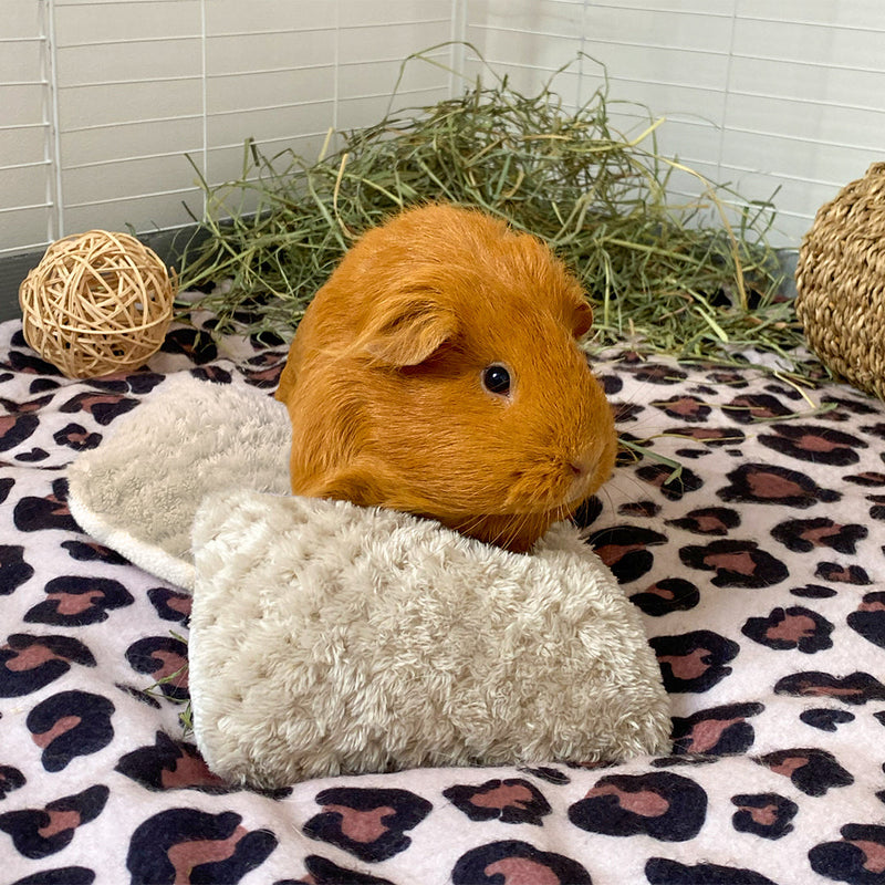 a ginger guinea pig lay on top of kavee taupe pillows 